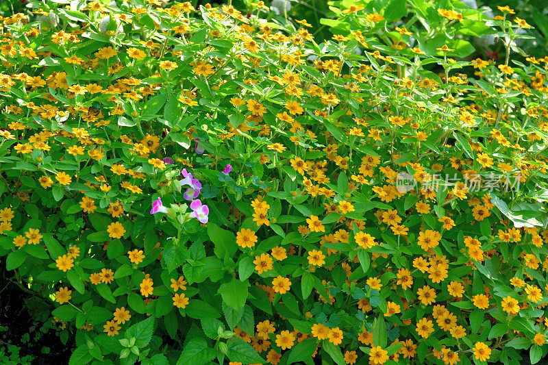 蜜柑/奶油雏菊花